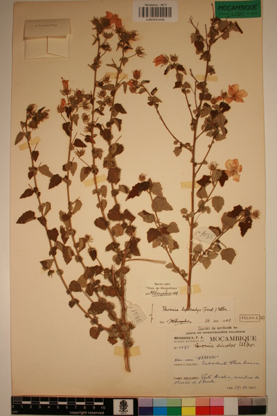 Pavonia leptocalyx