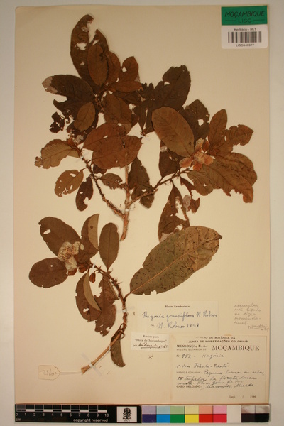 Hugonia grandiflora