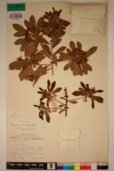Hugonia orientalis