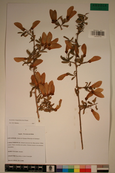 Securidaca longipedunculata