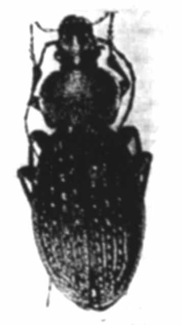 Carabus alutensis