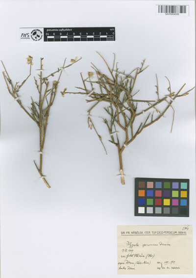 Polygala spinescens Gillies ex Hook. & Arn.
