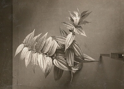 Schwalbenwurz-Enzian (Gentiana asclepiadea). Schatten- und Lichtsproß