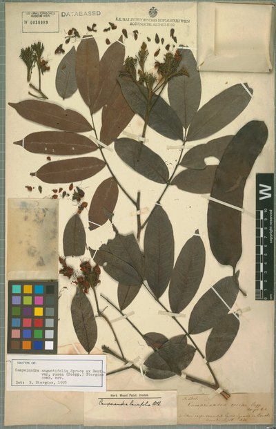 Campsiandra angustifolia var. rosea (Poepp. & Endl.) Stergios