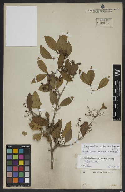 Calyptranthes multiflora Poepp. ex O. Berg