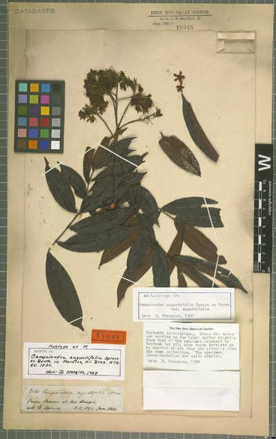 Campsiandra angustifolia Spruce ex Benth.