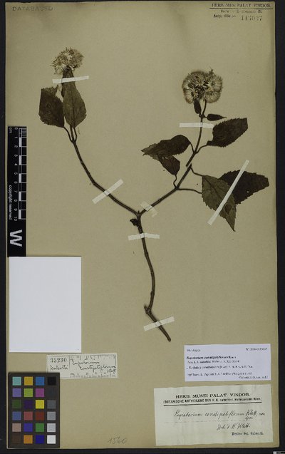 Bartlettina constipatiflora (Klatt) R. M. King & H. Rob.