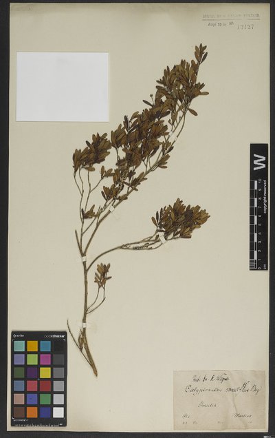 Calyptranthes musciflora O. Berg