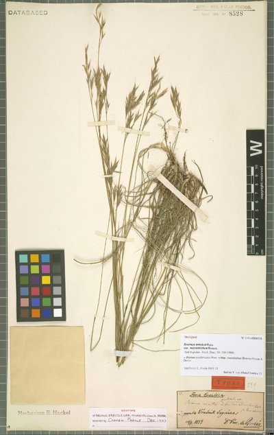 Bromus condensatus subsp. microtrichus (Borbás) Poldini & Oriolo