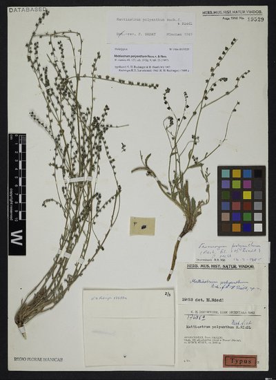 Mattiastrum polyanthum Rech. f. & Riedl