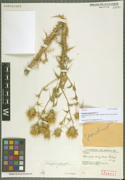 Cousinia singularis Rech. f.