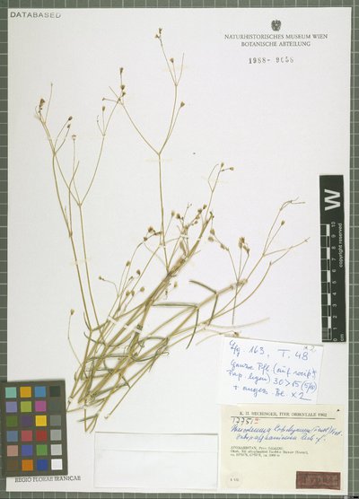 Mesostemma kotschyanum subsp. afghanicum Rech. f.