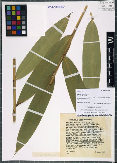 Arundinaria gigantea subsp. tecta (Walter) McClure