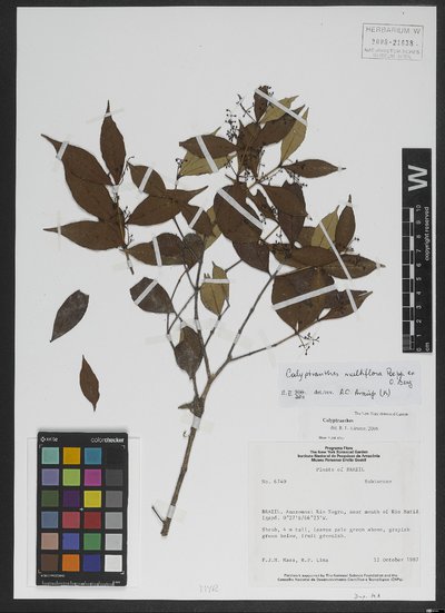 Calyptranthes multiflora Poepp. ex O. Berg