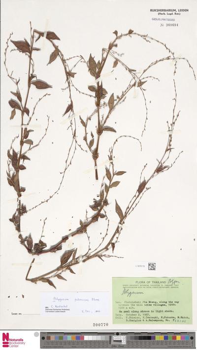 Polygonum pubescens Blume