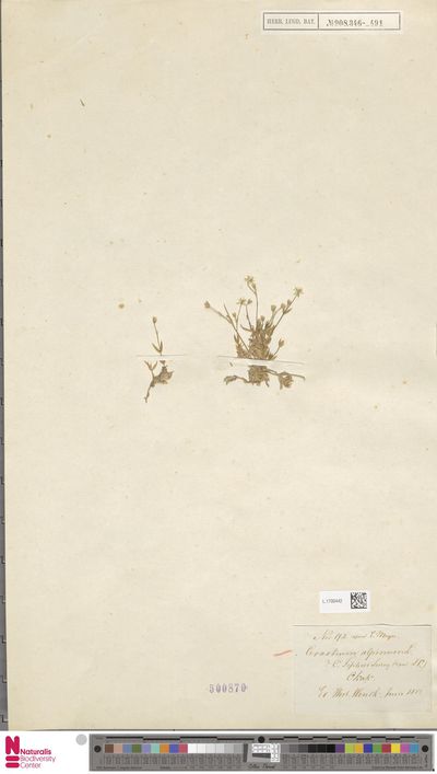 Cerastium alpinum L.