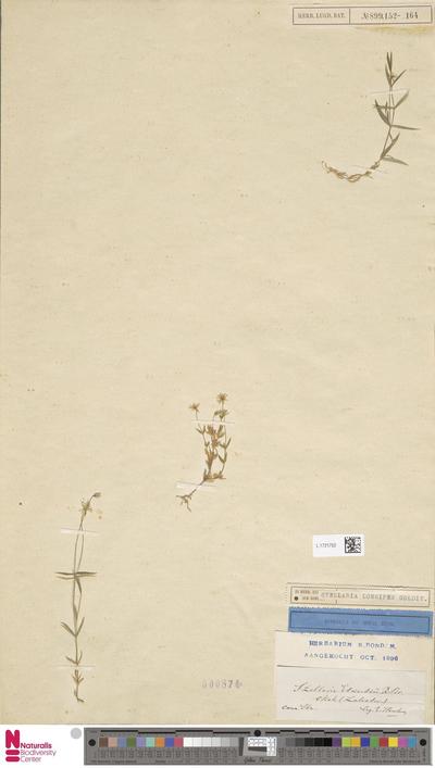 Stellaria longipes Goldie