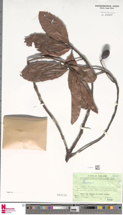 Elaeocarpus  L.
