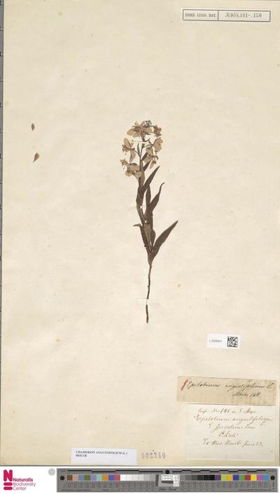 Chamerion angustifolium (L.) Holub