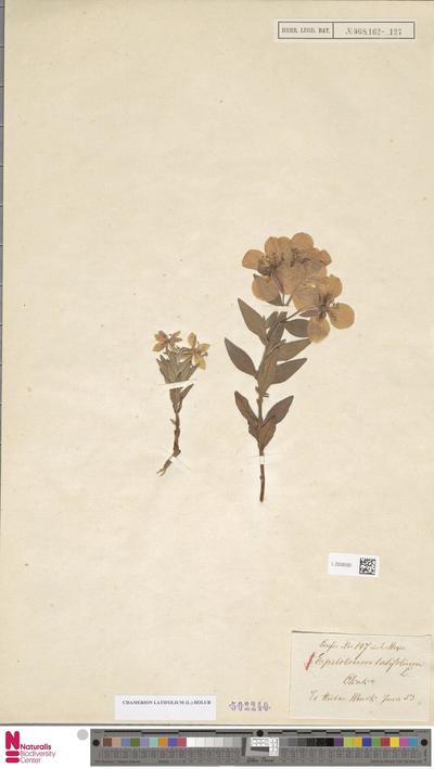 Chamerion latifolium (L.) Holub