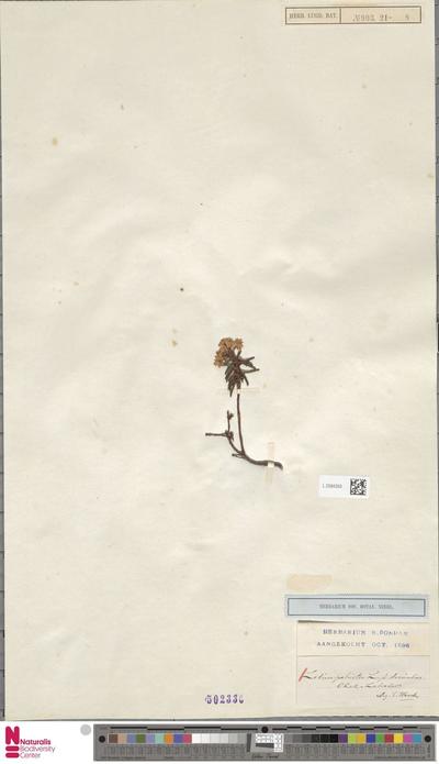Ledum palustre L. unknown decumbens