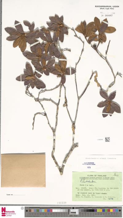 Rhododendron simsii Planch.