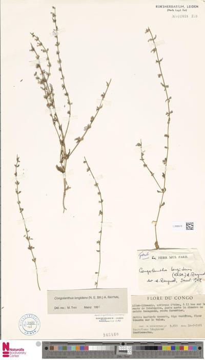 Congolanthus longidens (N.E.Br.) A.Raynal