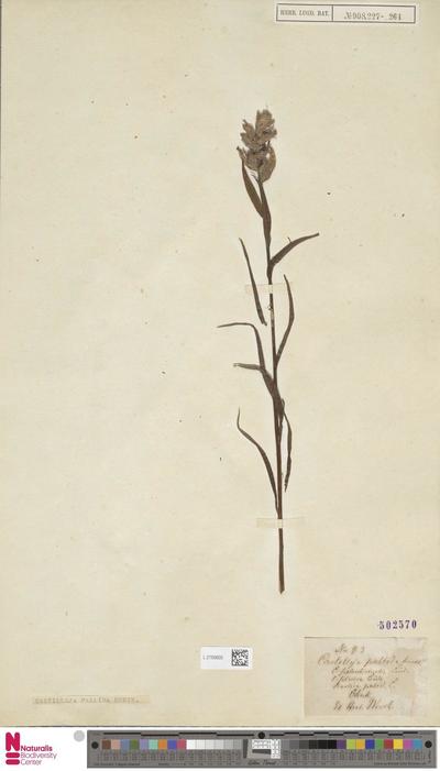 Castilleja pallida (L.) Kunth