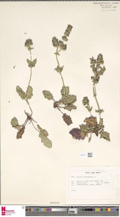 Salvia verbenaca L.