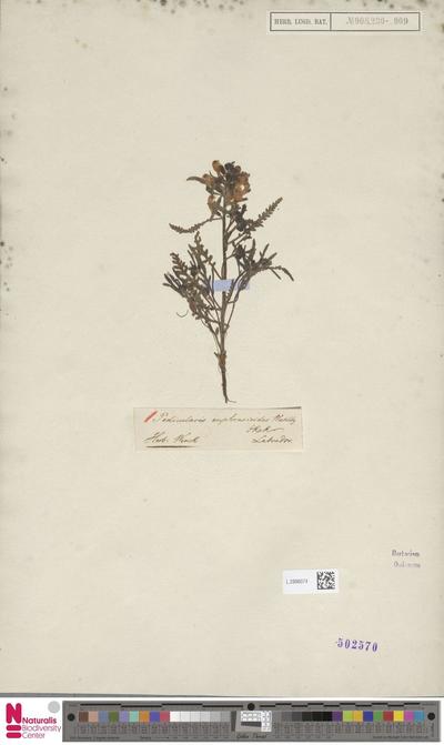 Pedicularis euphrasioides Stephan ex Willd.