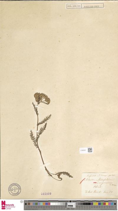 Achillea millefolium L. unknown nigrescens