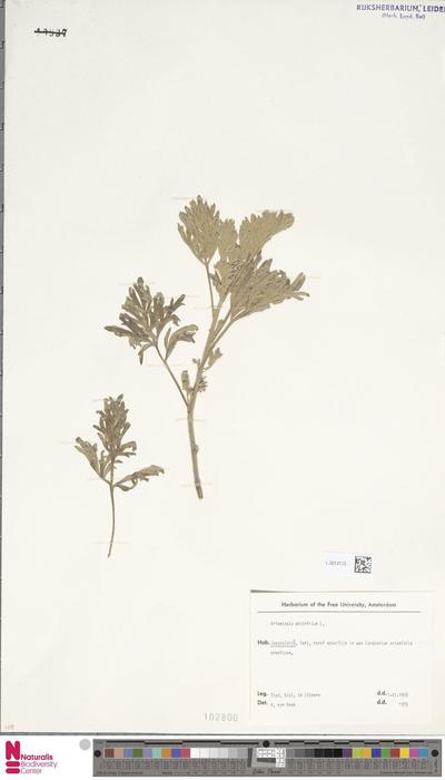 Artemisia absinthium L.
