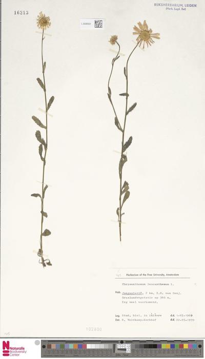 Chrysanthemum leucanthemum L.