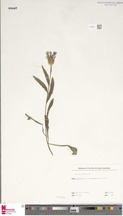 Centaurea triumfetti All.