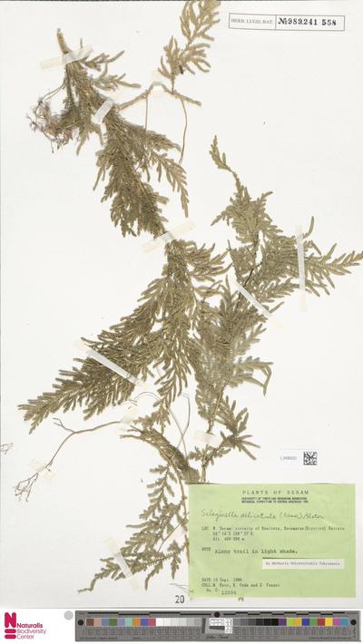 Selaginella delicatula (Desv. ex Poir.) Alston
