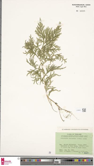 Selaginella delicatula (Desv. ex Poir.) Alston