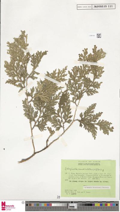 Selaginella canaliculata (L.) Baker