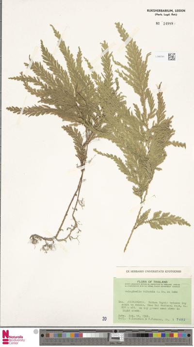 Selaginella biformis A.Braun ex Kuhn