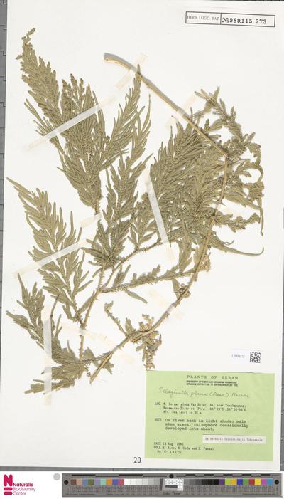 Selaginella plana (Desv.) Hieron.