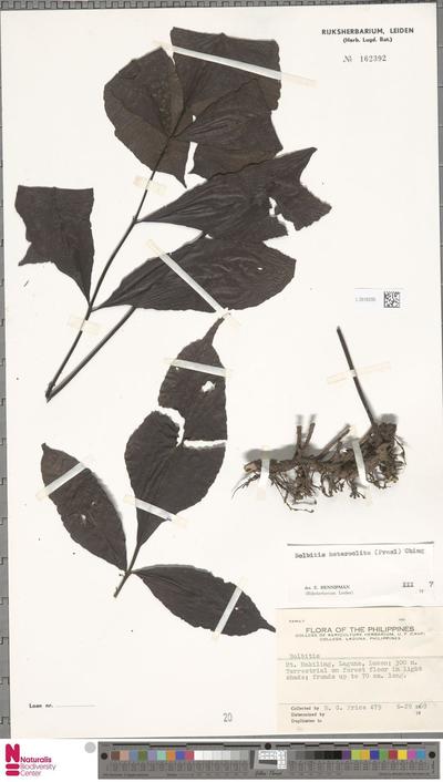 Bolbitis heteroclita (C.Presl) Ching