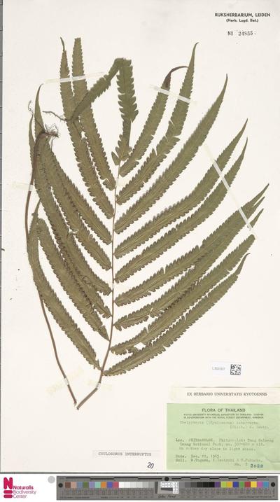 Cyclosorus interruptus (Willd.) H.Ito