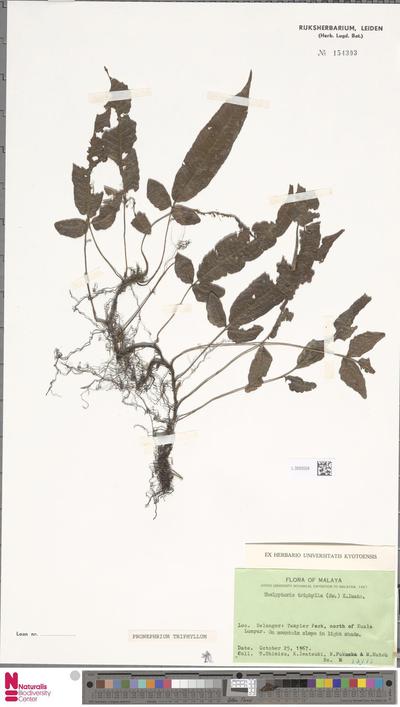 Pronephrium triphyllum (Sw.) Holttum