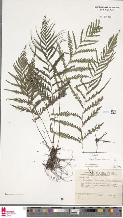 Tapeinidium pinnatum (Cav.) C.Chr.