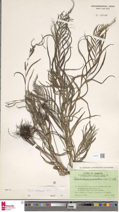 Tapeinidium pinnatum (Cav.) C.Chr.