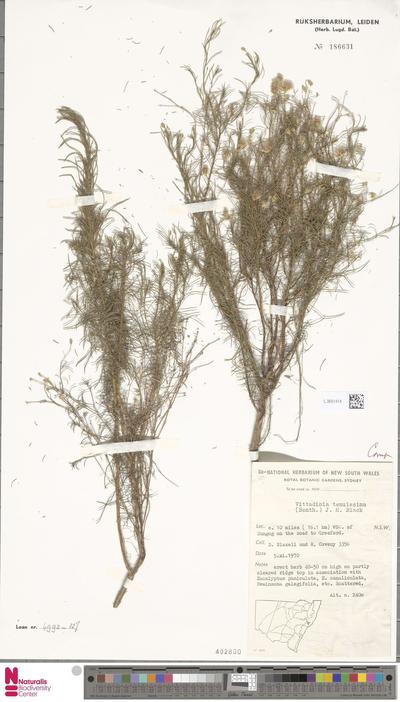 Vittadinia tenuissima (Benth.) J.M.Black