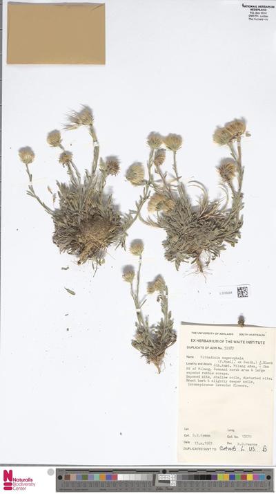 Vittadinia megacephala (F.Muell. ex Benth.) J.M.Black