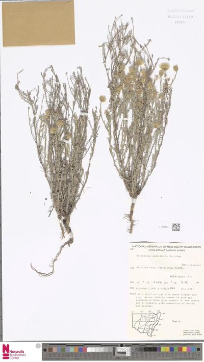 Vittadinia gracilis (Hook.f.) N.T.Burb.