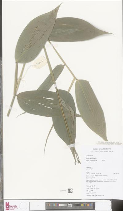 Olyra latifolia L.