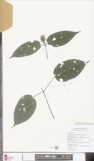 Justicia populifolia (C.B.Clarke) Champl.