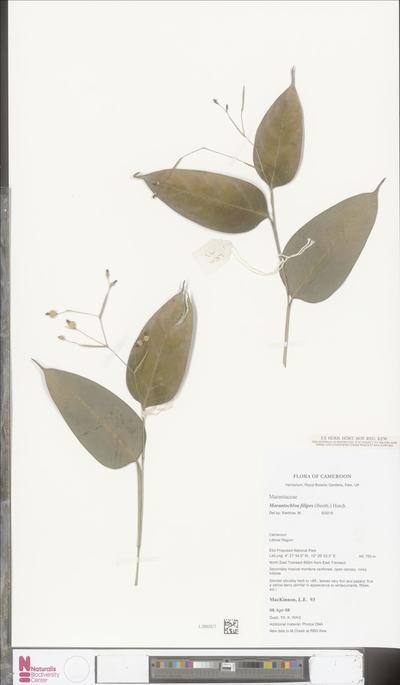 Marantochloa filipes (Benth.) Hutch.